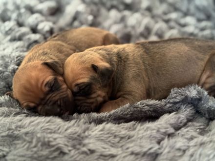 Rhodesian Ridgeback Welpen – reinrassig, 01.03. geboren, 5 Hündinnen & 4 Rüden