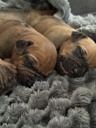 Rhodesian Ridgeback Welpen – reinrassig, 01.03. geboren, 5 Hündinnen & 4 Rüden