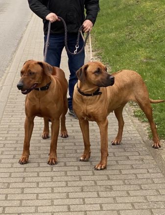 Rhodesian Ridgeback Welpen – reinrassig, 01.03. geboren, 5 Hündinnen & 4 Rüden