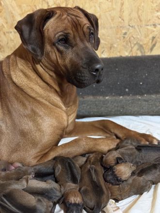 Rhodesian Ridgeback Welpen – reinrassig, 01.03. geboren, 5 Hündinnen & 4 Rüden