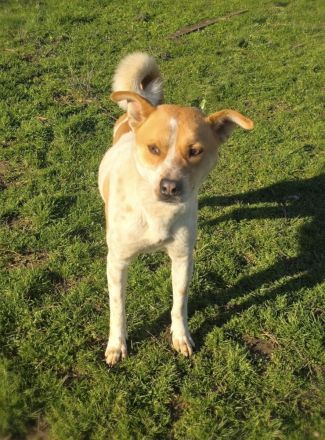 Labrador Mix sucht Familie