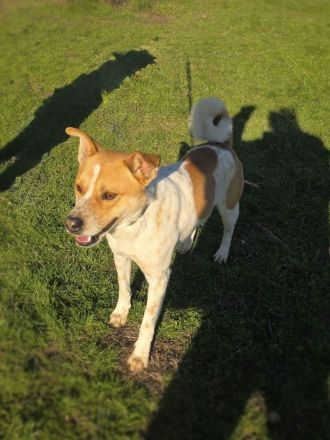 Labrador Mix sucht Familie