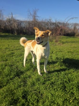 Labrador Mix sucht Familie