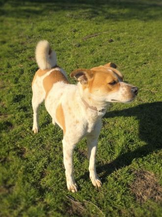 Labrador Mix sucht Familie