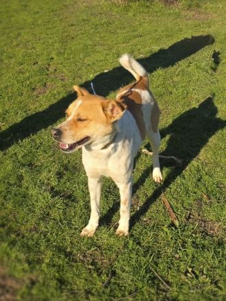 Labrador Mix sucht Familie