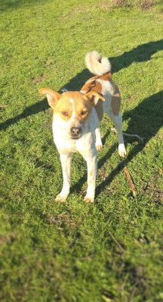 Labrador Mix sucht Familie