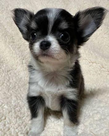 Wunderschöne Chihuahua-Welpen suchen ein neues Zuhause. WhatsApp: +49 179 1500349
