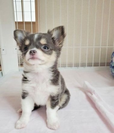 Wunderschöne Chihuahua-Welpen suchen ein neues Zuhause. WhatsApp: +49 179 1500349