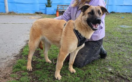 Freundliche und aktive Sioux sucht Zuhause