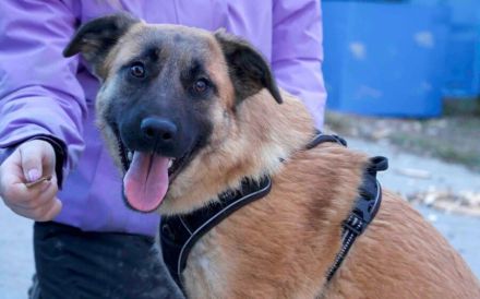 Freundliche und aktive Sioux sucht Zuhause