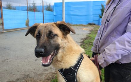 Freundliche und aktive Sioux sucht Zuhause