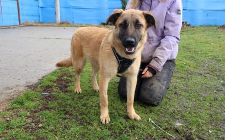 Freundliche und aktive Sioux sucht Zuhause