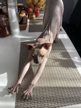 Deckkater Don Sphynx