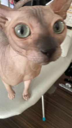 Deckkater Don Sphynx