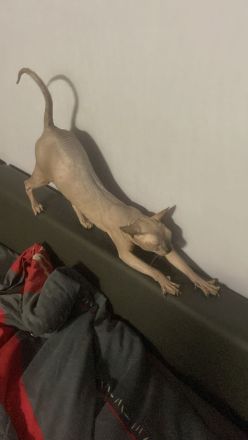 Deckkater Don Sphynx