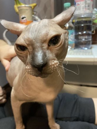 Deckkater Don Sphynx