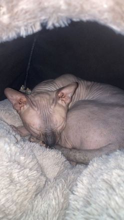 Deckkater Don Sphynx