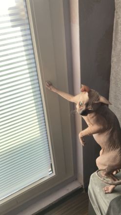 Deckkater Don Sphynx