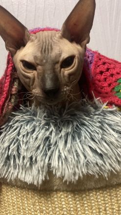 Deckkater Don Sphynx