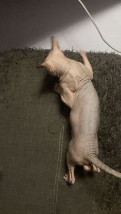 Deckkater Don Sphynx