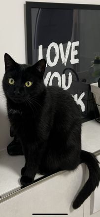 Schwarzer EKH-Kater (3,5 Jahre, Freigänger) sucht liebesvolles Zuhause