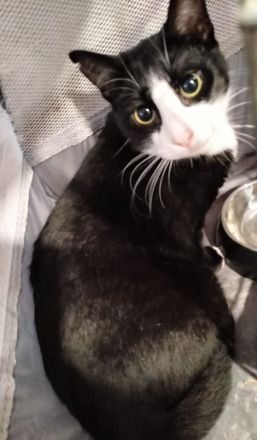 Alice und Kathy suchen gemeinsam ein neues Zuhause (als Wohnungskatzen)