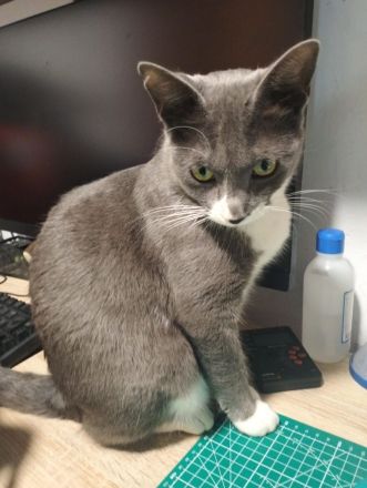 Alice und Kathy suchen gemeinsam ein neues Zuhause (als Wohnungskatzen)