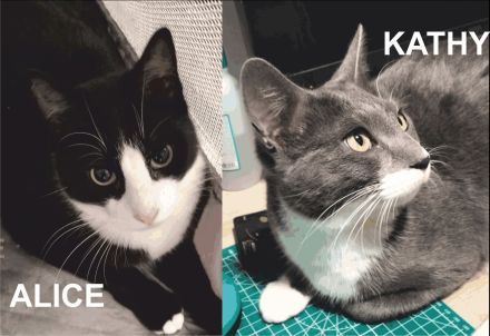 Alice und Kathy suchen gemeinsam ein neues Zuhause (als Wohnungskatzen)