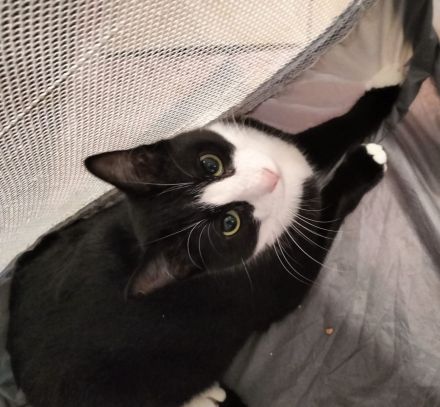 Alice und Kathy suchen gemeinsam ein neues Zuhause (als Wohnungskatzen)