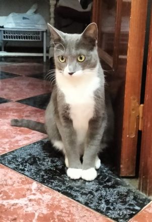 Alice und Kathy suchen gemeinsam ein neues Zuhause (als Wohnungskatzen)