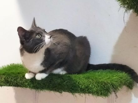 Alice und Kathy suchen gemeinsam ein neues Zuhause (als Wohnungskatzen)