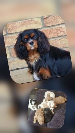 Cavapoowelpen/Wurfankündigung