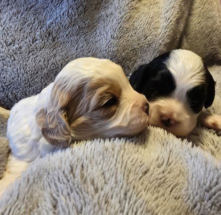 Cavapoowelpen/Wir sind da.