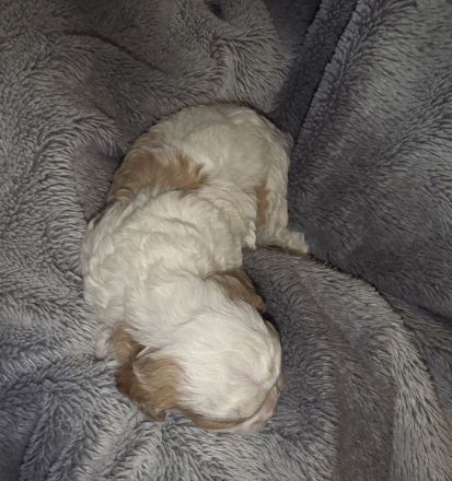 Cavapoowelpen/Wir sind da.