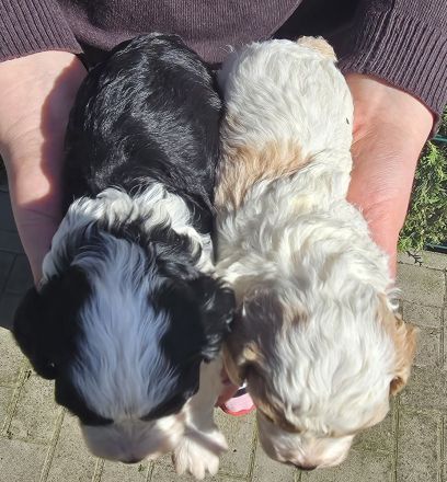 Cavapoowelpen/Wir sind da.