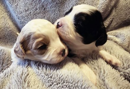 Cavapoowelpen/Wir sind da.