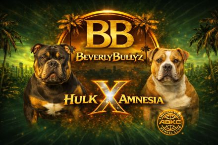 American Bully Welpen mit ABKC Ahnentafel Top Stammbaum