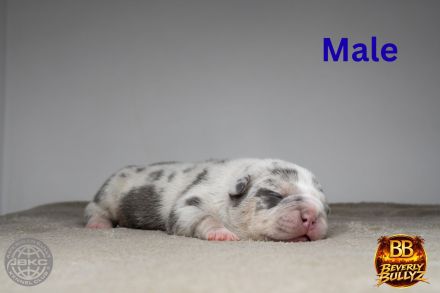 American Bully Welpen mit ABKC Ahnentafel Top Stammbaum