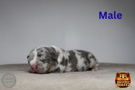 American Bully Welpen mit ABKC Ahnentafel Top Stammbaum