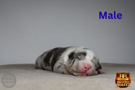 American Bully Welpen mit ABKC Ahnentafel Top Stammbaum