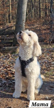 Goldendoodle
