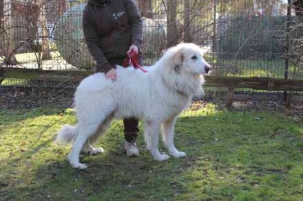 Bär, Pyrenäenberghund-Mix, geb. 2022, sucht geduldige Menschen mit Herz