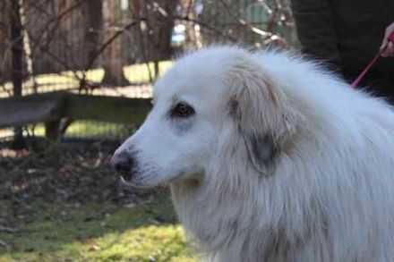 Bär, Pyrenäenberghund-Mix, geb. 2022, sucht geduldige Menschen mit Herz