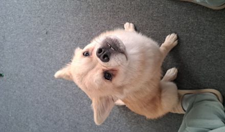 Samira sucht ein neues Zuhause