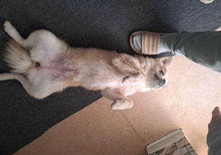 Samira sucht ein neues Zuhause