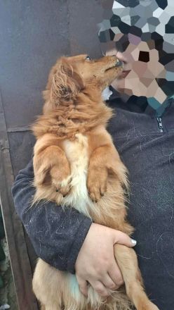 Grisu, lieb und mit individuellem Charme