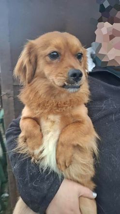 Grisu, lieb und mit individuellem Charme