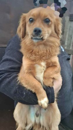 Grisu, lieb und mit individuellem Charme