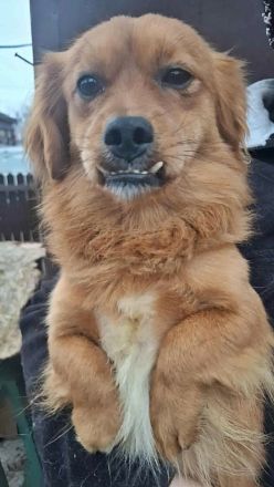 Grisu, lieb und mit individuellem Charme