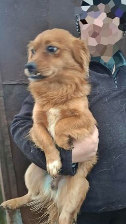 Grisu, lieb und mit individuellem Charme